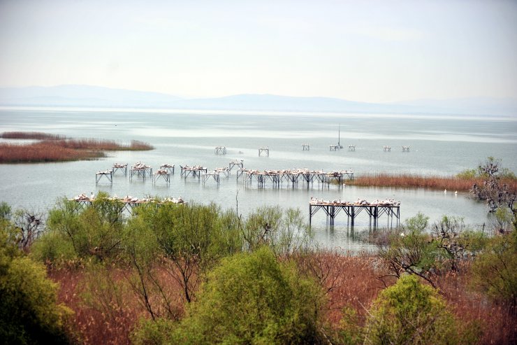 Manyas Kuş Cenneti'nde, kuluçka heyecanı