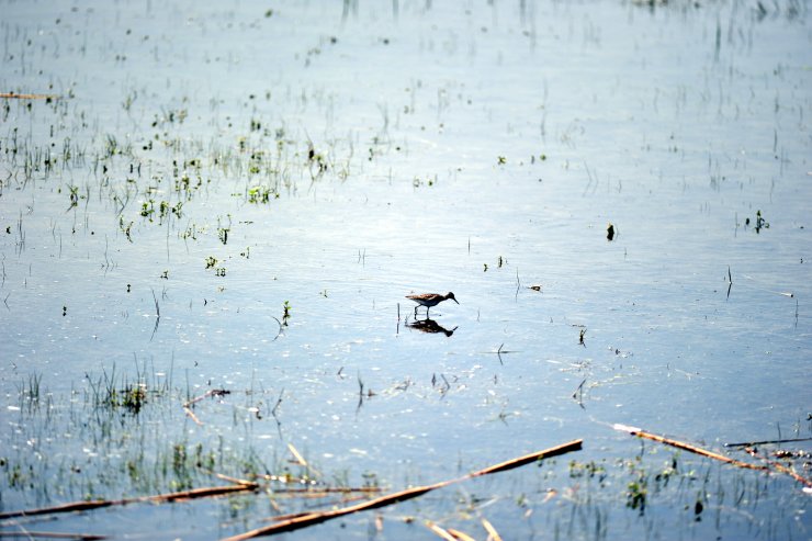 Manyas Kuş Cenneti'nde, kuluçka heyecanı