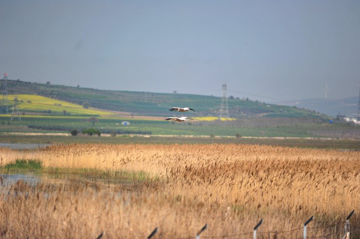 Manyas Kuş Cenneti'nde, kuluçka heyecanı