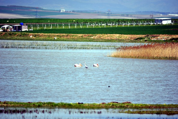 Manyas Kuş Cenneti'nde, kuluçka heyecanı