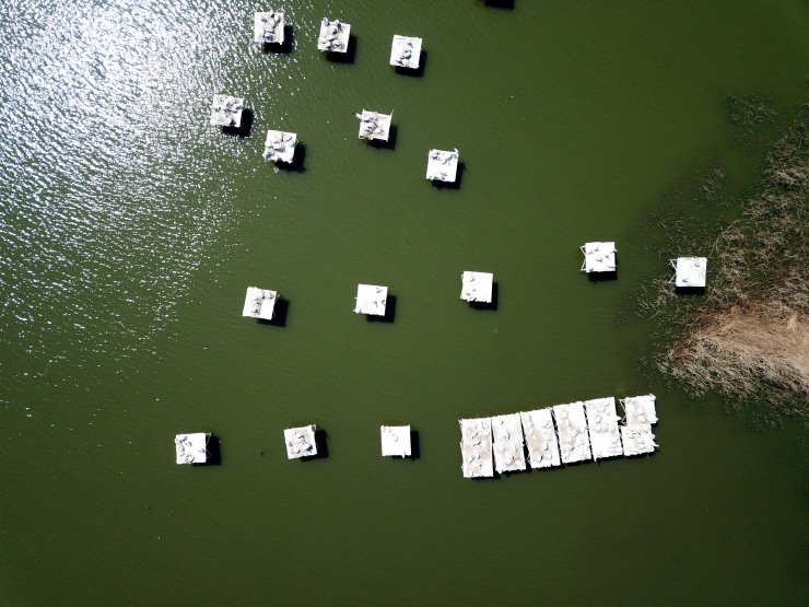 Manyas Kuş Cenneti'nde, kuluçka heyecanı