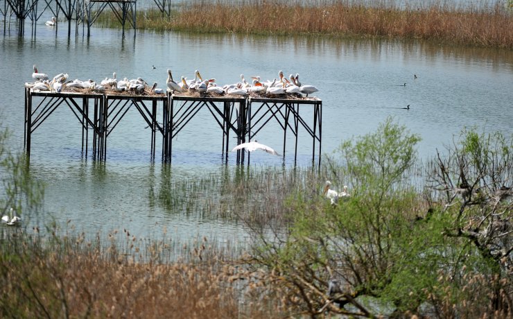Manyas Kuş Cenneti'nde, kuluçka heyecanı