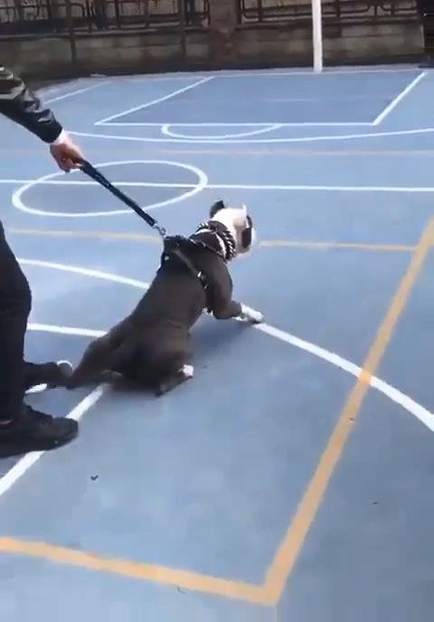 Pitbul'la şaka basketbol sahasındaki çocuklara dehşeti yaşattı