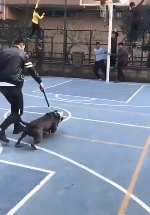 Pitbul'la şaka basketbol sahasındaki çocuklara dehşeti yaşattı