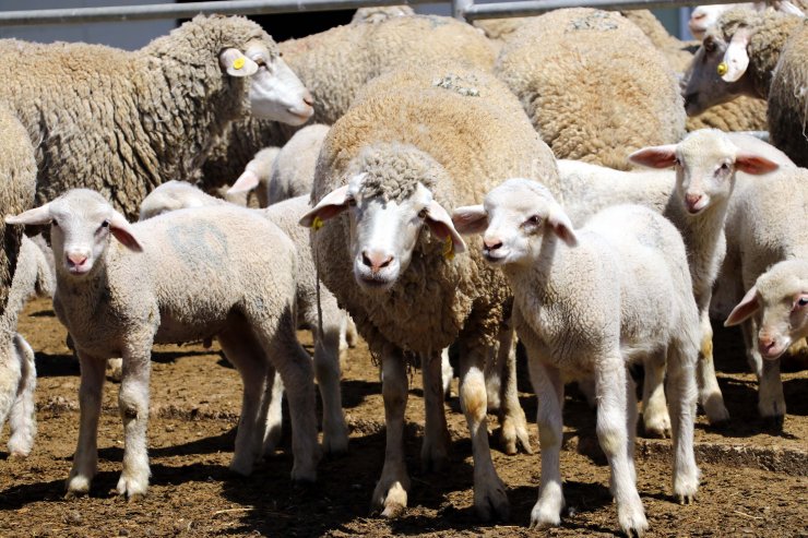 TİGEM tesisinde kuzular anneleriyle buluştu