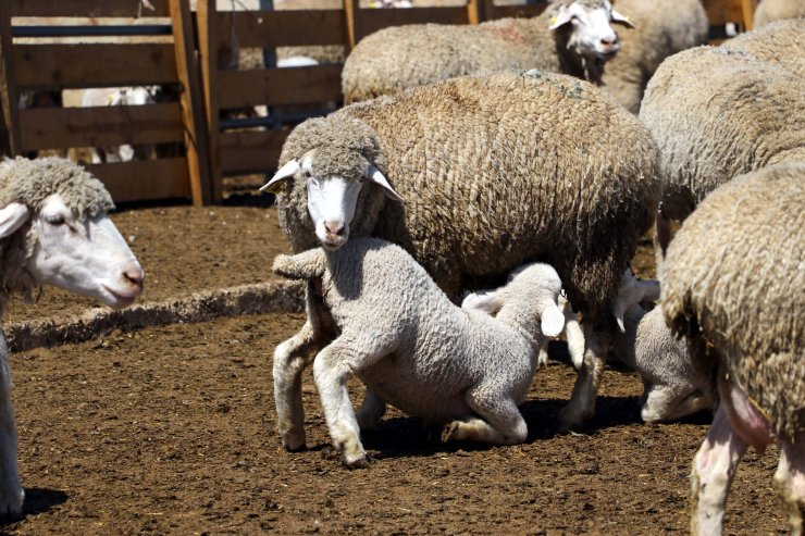 TİGEM tesisinde kuzular anneleriyle buluştu