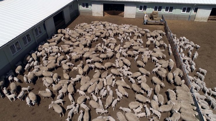 TİGEM tesisinde kuzular anneleriyle buluştu