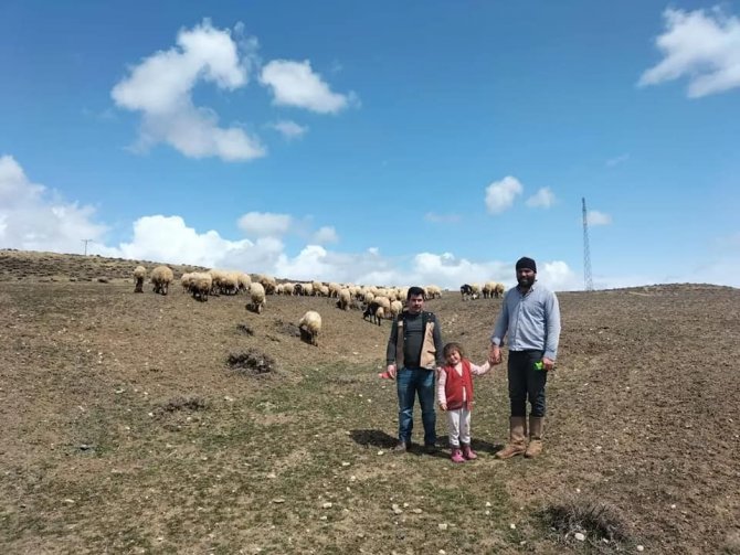 Devlet desteğiyle koyun varlığı artıyor