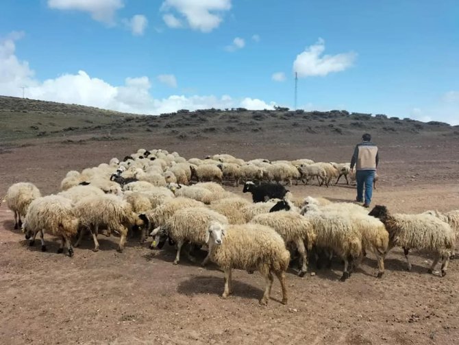 Devlet desteğiyle koyun varlığı artıyor