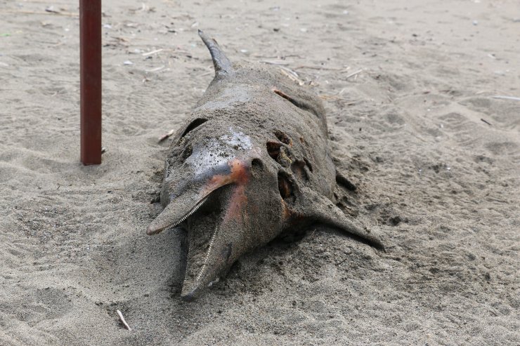 Karadeniz’de 3 ayda 33 ölü yunus karaya vurdu