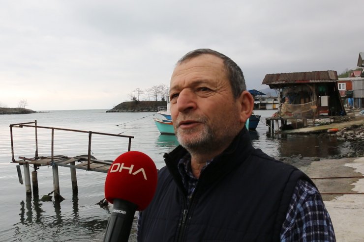 Karadeniz’de 3 ayda 33 ölü yunus karaya vurdu