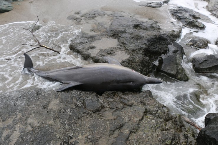 Karadeniz’de 3 ayda 33 ölü yunus karaya vurdu