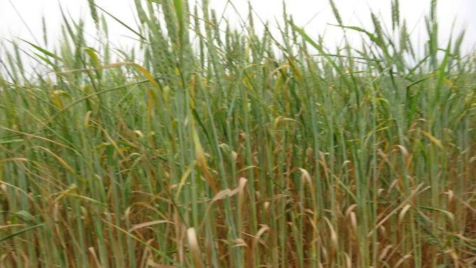 Kuraklık buğday üreticisine 30 yıl sonra tarla sulattı