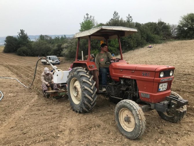 Denizli’de yılın ilk adaçayı fideleri toprakla buluştu