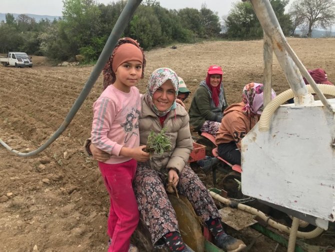 Denizli’de yılın ilk adaçayı fideleri toprakla buluştu