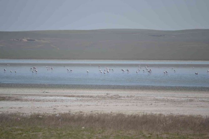 Düden Gölü’ne flamingolar gelmeye başladı