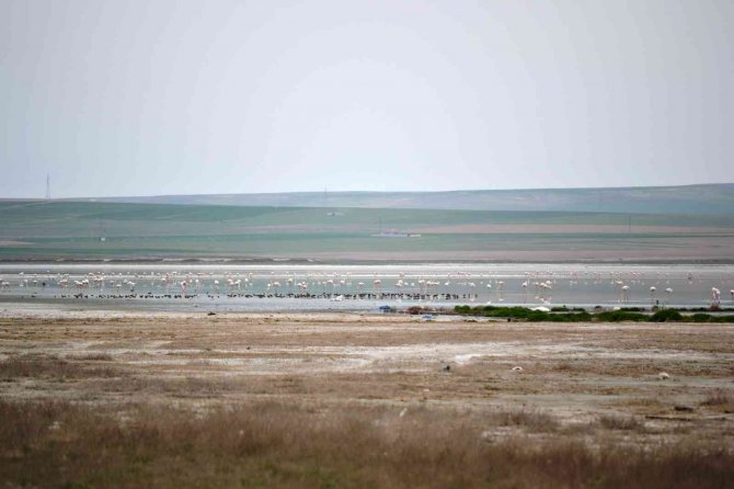 Düden Gölü’ne flamingolar gelmeye başladı