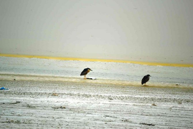 Düden Gölü’ne flamingolar gelmeye başladı