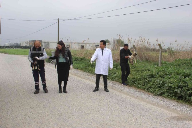 Köpek katliamı: 20’ye yakın zehirlendi