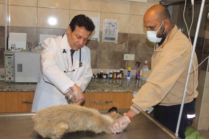 Köpek katliamı: 20’ye yakın zehirlendi