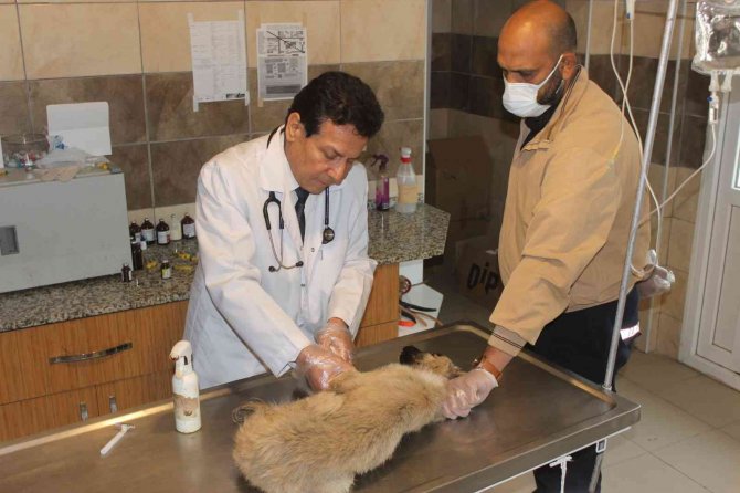 Köpek katliamı: 20’ye yakın zehirlendi