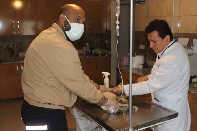 Köpek katliamı: 20’ye yakın zehirlendi