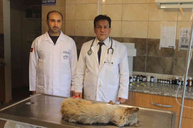 Köpek katliamı: 20’ye yakın zehirlendi