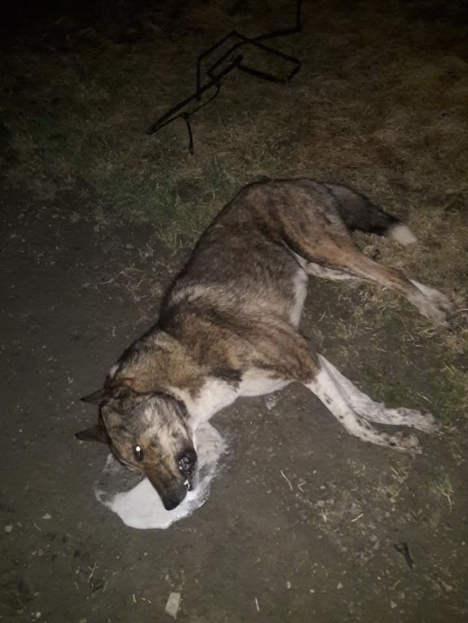 Köpek katliamı: 20’ye yakın zehirlendi