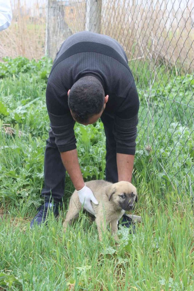 Köpek katliamı: 20’ye yakın zehirlendi