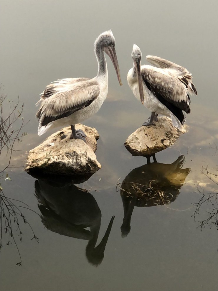 Uluabat Gölü'nde 'su çürüyor' uyarısı