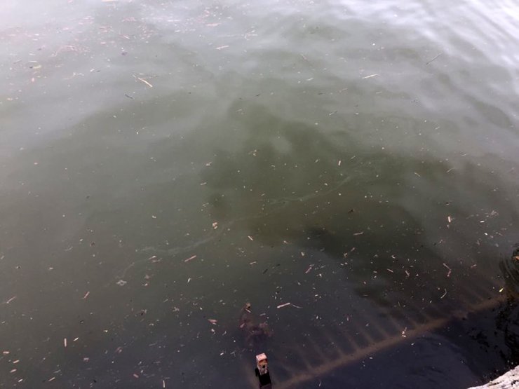 Uluabat Gölü'nde 'su çürüyor' uyarısı