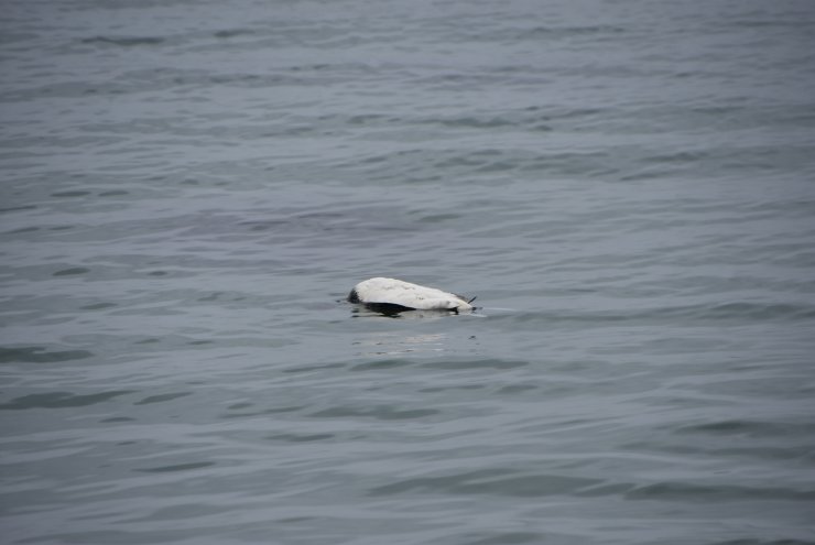 25 kara gerdanlı dalgıç ölüsü bulundu