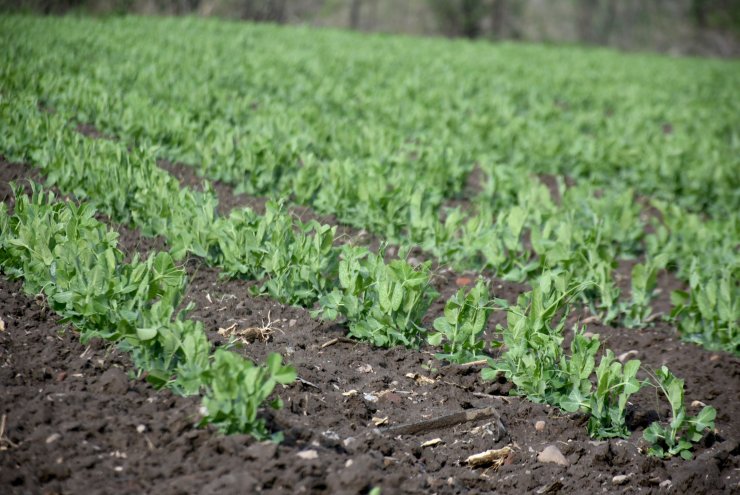 Barajlar doldu, toprak suya doydu