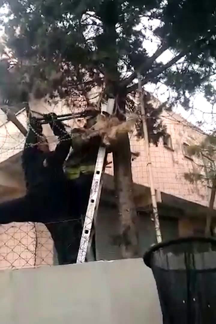 Dikenli tellere takılan kediyi itfaiye kurtardı