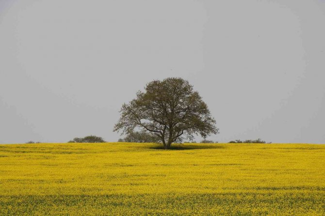Kanolanın üretimi katlanarak artacak
