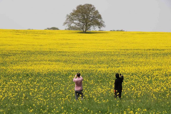 Kanolanın üretimi katlanarak artacak