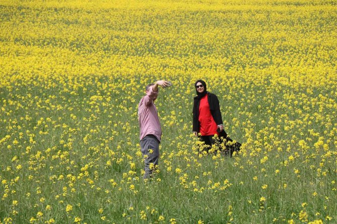 Kanolanın üretimi katlanarak artacak