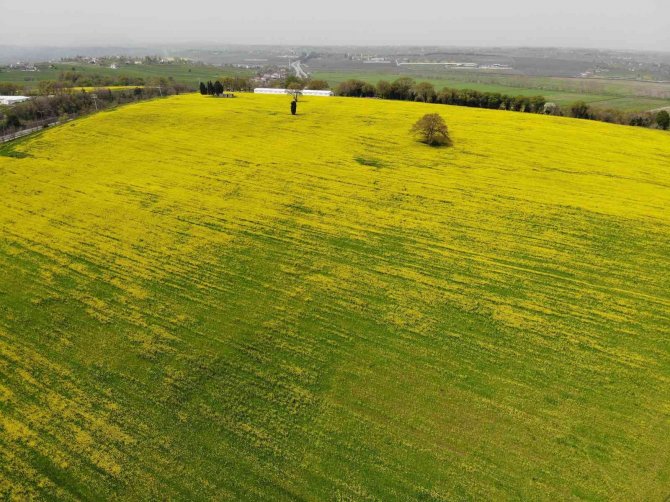 Kanolanın üretimi katlanarak artacak