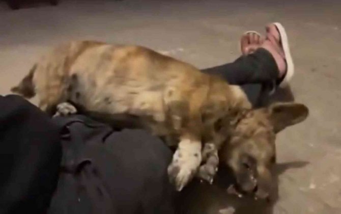 köpeği yolda gezdiremezsin kavgası