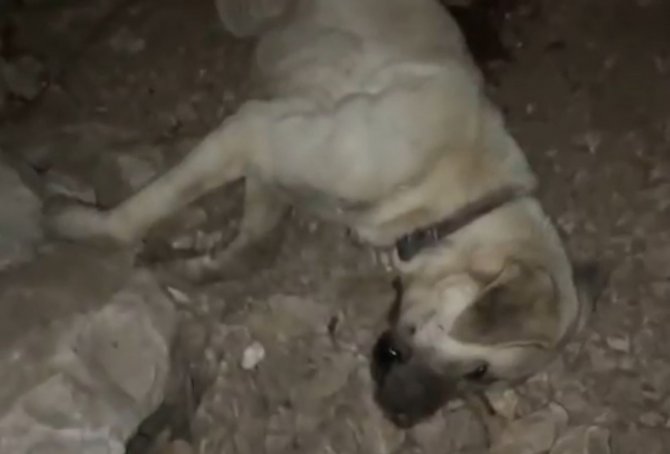köpeği yolda gezdiremezsin kavgası