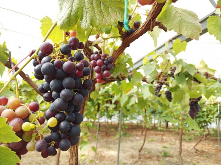 Mersin'de ilk üzüm hasadı yapıldı