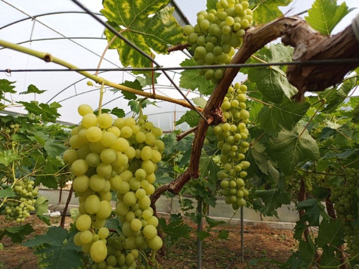 Mersin'de ilk üzüm hasadı yapıldı