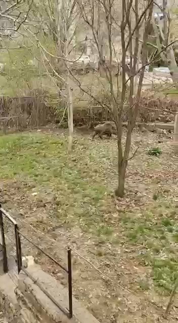 Yaban domuzu evin bahçesinde yavruladı