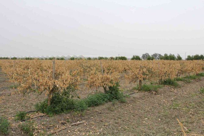 Zirai don Mersin’i vurdu