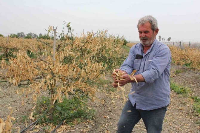 Zirai don Mersin’i vurdu