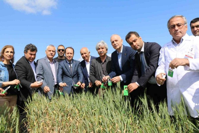 Buğdayın düşmanı süne, avcı böceklerle yok ediliyor