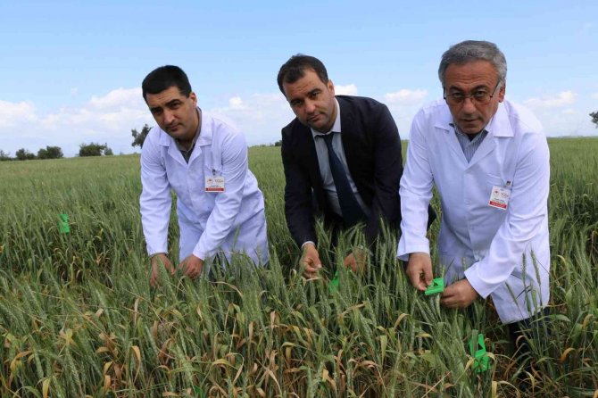 Buğdayın düşmanı süne, avcı böceklerle yok ediliyor