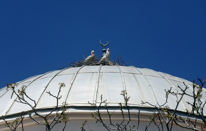 Leylekler 20 yıldır aynı kubbeye yuva kuruyor