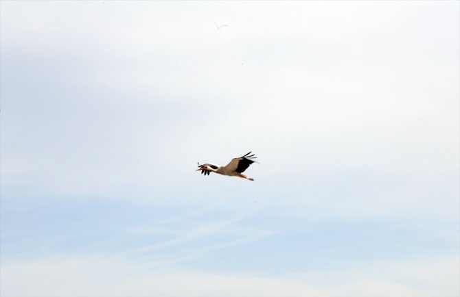 Leylekler 20 yıldır aynı kubbeye yuva kuruyor