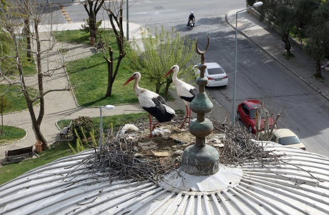 Leylekler 20 yıldır aynı kubbeye yuva kuruyor